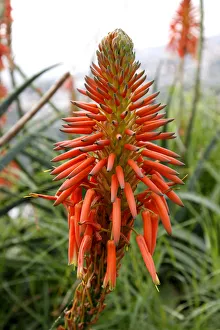 Aloe Vera flower, Madeira, Portugal, Europe Aloe Vera flower, Madeira, Portugal, Europe