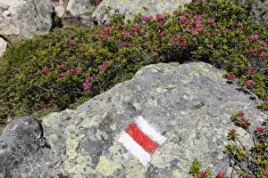 Alpenrose -Rhododendron ferrugineum-, trail-marking, Mt Schafberg, Montafon, Raetikon Alpenrose -Rhododendron ferrugineum-, trail-marking, Mt Schafberg, Montafon, Raetikon