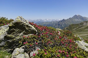 Alpenrose -Rhododendron ferrugineum-, at St. Antoenier Joch, saddle, Montafon, Raetikon Alpenrose -Rhododendron ferrugineum-, at St. Antoenier Joch, saddle, Montafon, Raetikon