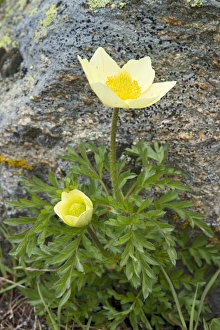 Alpine Anemone or Sulphur Anemone -Pulsatilla alpina ssp. Alpiifolia-, Kaunertal valley, Tyrol, Austria Alpine Anemone or Sulphur Anemone -Pulsatilla alpina ssp. Alpiifolia-, Kaunertal valley, Tyrol, Austria