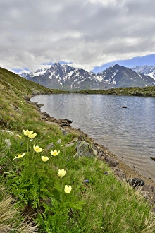 Alpine Anemones or Sulphur Anemones -Pulsatilla alpina ssp. apiifolia-, the Kaunergrat ridge at the back Alpine Anemones or Sulphur Anemones -Pulsatilla alpina ssp. apiifolia-, the Kaunergrat ridge at the back