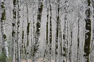 Ordesa National Park Prints: Alpine birch forest in spring