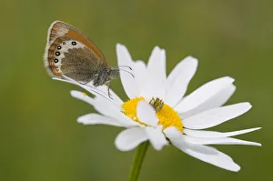 Alpine Heath (Coenonympha gardetta) on Daisy (Leucanthemum vulgare) Alpine Heath (Coenonympha gardetta) on Daisy (Leucanthemum vulgare)