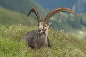 Alpine ibex -Capra ibex- lying in an alpine meadow, High Tauern National Park, Carinthia Alpine ibex -Capra ibex- lying in an alpine meadow, High Tauern National Park, Carinthia