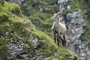 Alpine Ibex -Capra ibex- standing on steep terrain, Bernese Oberland, Canton of Bern Alpine Ibex -Capra ibex- standing on steep terrain, Bernese Oberland, Canton of Bern