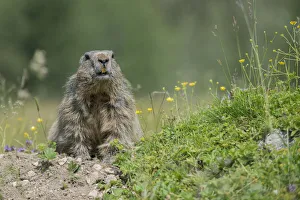 Alpine Marmot -Marmota marmota- looking out of its burrow, Dachstein Range, Styria Alpine Marmot -Marmota marmota- looking out of its burrow, Dachstein Range, Styria