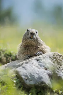 Alpine Marmot -Marmota marmota- on a rock, Dachstein Range, Styria, Austria Alpine Marmot -Marmota marmota- on a rock, Dachstein Range, Styria, Austria