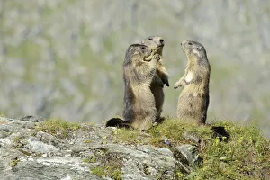Alpine Marmots -Marmota marmota- standing in a circle, Grossglockner Alpine Marmots -Marmota marmota- standing in a circle, Grossglockner