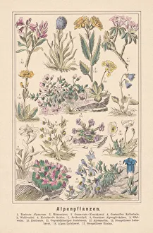 Alpine plants, hand-colored lithograph, published in 1890 Alpine plants, hand-colored lithograph, published in 1890