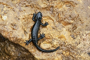 Alpine Salamander -Salamandra atra-, Bernese Oberland, Switzerland Alpine Salamander -Salamandra atra-, Bernese Oberland, Switzerland