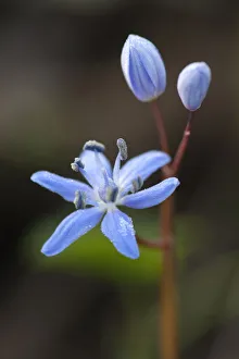 Alpine squill (Scilla bifolia), Bavaria, Germany Alpine squill (Scilla bifolia), Bavaria, Germany