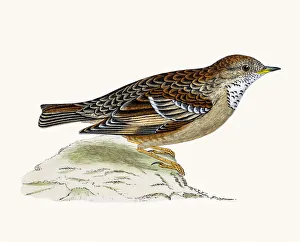 Alpine Warbler bird