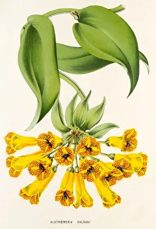 Alstroemeria caldasi, 19th century illustration Alstroemeria caldasi, 19th century illustration