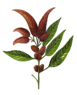 Amaranthus caudatus , love-lies-bleeding, pendant amaranth, tassel flower, velvet flower, foxtail amaranth, and quilete Amaranthus caudatus , love-lies-bleeding, pendant amaranth, tassel flower, velvet flower, foxtail amaranth, and quilete