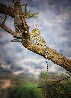 Amazing Close Up of Leopard Resting in Acacia Tree at Samburu, Kenya Amazing Close Up of Leopard Resting in Acacia Tree at Samburu, Kenya
