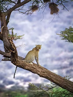 Amazing Close Up of Leopard in Tree Against Blue Background at Samburu, Kenya Amazing Close Up of Leopard in Tree Against Blue Background at Samburu, Kenya