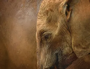 Amazing Elephant Head Against Red Dust Background in Kenya Amazing Elephant Head Against Red Dust Background in Kenya