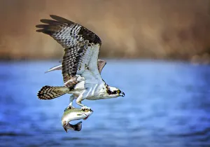 Amazing Osprey in Flight with Fish at Belmont Lake State Park Amazing Osprey in Flight with Fish at Belmont Lake State Park