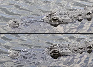 American alligator, Alligator mississippiensis, with nostrils open for breathing at top American alligator, Alligator mississippiensis, with nostrils open for breathing at top
