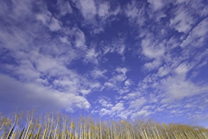 American aspen trees (Populus tremuloides), autumn, low angle view American aspen trees (Populus tremuloides), autumn, low angle view