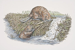Two American Beavers (castor canadensis) building dam, one perched on top of dam Two American Beavers (castor canadensis) building dam, one perched on top of dam