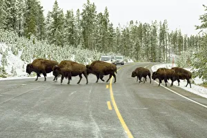 American bisons -Bison bison- crossing the road leading to Old Faithful, Yellowstone National Park, Wyoming, USA American bisons -Bison bison- crossing the road leading to Old Faithful, Yellowstone National Park, Wyoming, USA