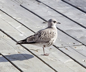 American Herring Gull or Smithsonian Gull -Larus smithsonianus, Larus argentatus American Herring Gull or Smithsonian Gull -Larus smithsonianus, Larus argentatus