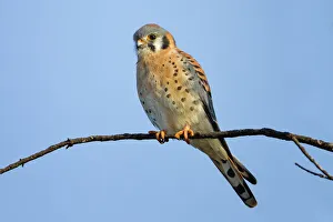 Nature wildlife/phoo chan bird nature photography/american kestrel Nature wildlife/phoo chan bird nature photography/american kestrel