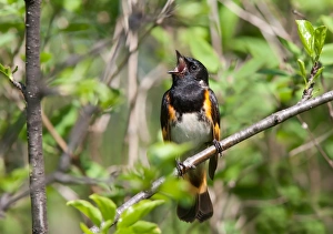 American Redstart singing (Setophaga ruticilla) male American Redstart singing (Setophaga ruticilla) male