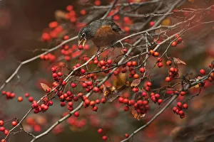 American robin feeding on November crab apples American robin feeding on November crab apples