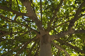 American Sycamore or American Plane Tree -Platanus occidentalis- with fruits, Germany American Sycamore or American Plane Tree -Platanus occidentalis- with fruits, Germany