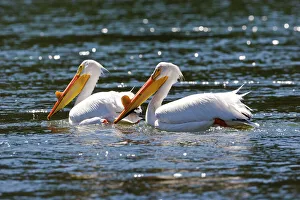 Travel imagery/travel destinations yellowstone national park yellowstone wildlife/american white pelicans Travel imagery/travel destinations yellowstone national park yellowstone wildlife/american white pelicans