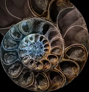 Ammonite Fossil Prints: Ammonite 2