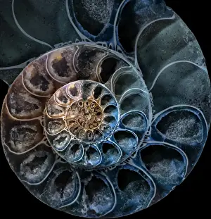Ammonite Fossil Prints: Ammonite 3