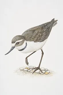 Anarhynchus frontalis, wrybill standing on one leg Anarhynchus frontalis, wrybill standing on one leg
