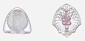 Anatomical illustration of a Cephalaspid prehistoric fish, underside of head and internal head structure Anatomical illustration of a Cephalaspid prehistoric fish, underside of head and internal head structure