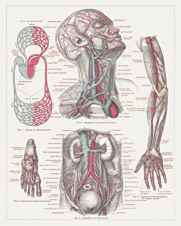 Anatomy of the human bloodstream, lithograph, published in 1874 Anatomy of the human bloodstream, lithograph, published in 1874