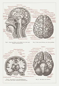 Digital vision vectors/science/anatomy human brain lithograph published 1876 Digital vision vectors/science/anatomy human brain lithograph published 1876
