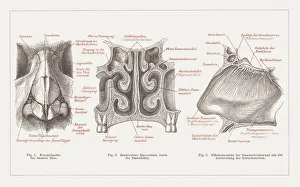 Anatomy of the human nose, lithograph, published in 1877 Anatomy of the human nose, lithograph, published in 1877