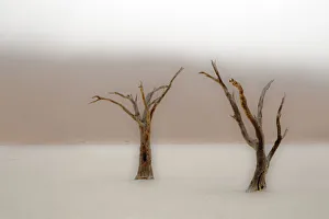Ancient camel thorn trees (Vachellia erioloba) in fog in Dead Vlei, Sossusvlei Ancient camel thorn trees (Vachellia erioloba) in fog in Dead Vlei, Sossusvlei