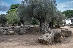 Old Ruin Landscape Photography Prints: Ancient olive tree