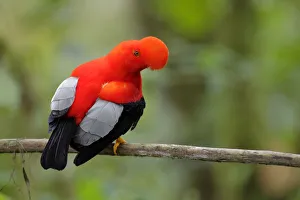 Andean Cock-of-the-rock (Rupicola peruvianus) at lek, Ecuador Andean Cock-of-the-rock (Rupicola peruvianus) at lek, Ecuador