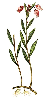 Andromeda polifolia, common name bog-rosemary Andromeda polifolia, common name bog-rosemary