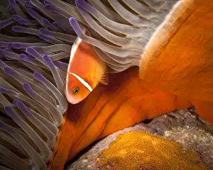 Great Barrier Reef Photography Prints: Anemonefish with Eggs