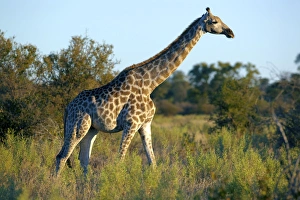 Angolan Giraffe or Smoky Giraffe -Giraffa camelopardalis angolensis-, Okavango Delta Angolan Giraffe or Smoky Giraffe -Giraffa camelopardalis angolensis-, Okavango Delta