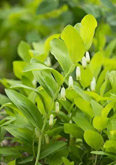 Angular Solomons Seal or Scented Solomons Seal -Polygonatum odoratum-, flowering Angular Solomons Seal or Scented Solomons Seal -Polygonatum odoratum-, flowering