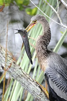 Anhinga, Anhinga anhinga, with a walking catfish, Clarias batrachus, that it just caught Anhinga, Anhinga anhinga, with a walking catfish, Clarias batrachus, that it just caught