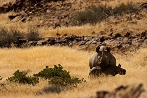 animal family, animal themes, animals in the wild, beauty in nature, black rhinoceros animal family, animal themes, animals in the wild, beauty in nature, black rhinoceros