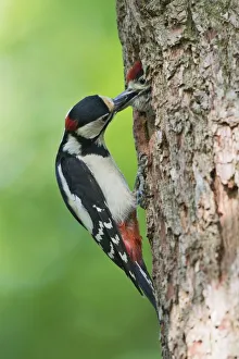 animal feed, aves, behavior, bird figures, breeding, dendrocopos major, emsland, fledgling animal feed, aves, behavior, bird figures, breeding, dendrocopos major, emsland, fledgling