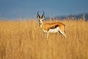 animal themes, animals in the wild, antelope, antidorcas marsupialis, beauty in nature animal themes, animals in the wild, antelope, antidorcas marsupialis, beauty in nature
